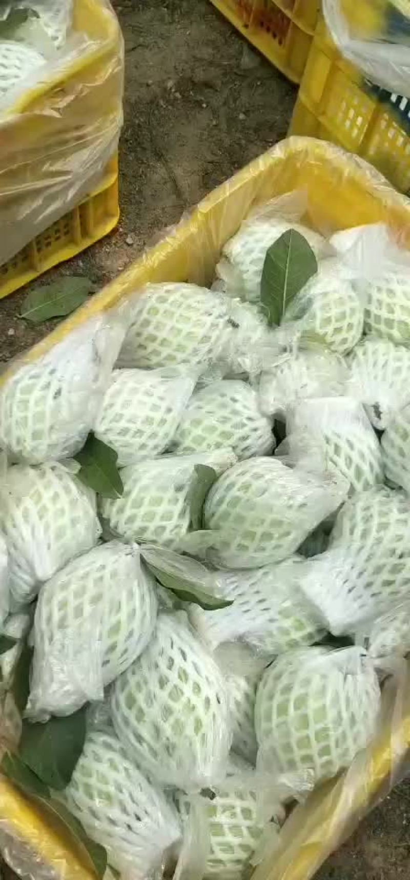 广西红心芭乐，日摘6000斤