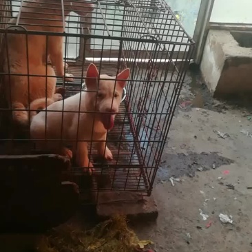 短毛下司犬，师傅狗后代，喜欢的来！