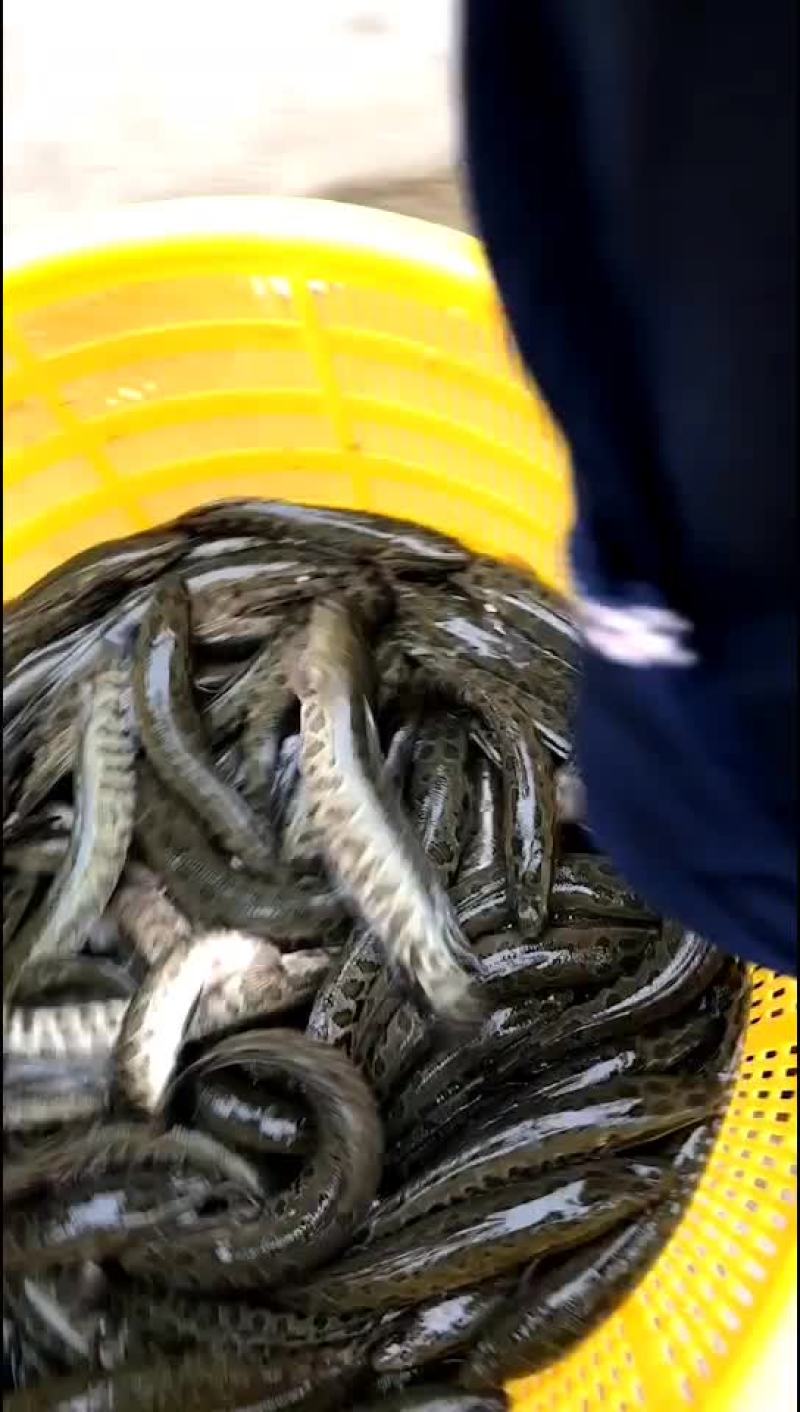 黑鱼又称乌鱼成活率极高利润高回本快赖养