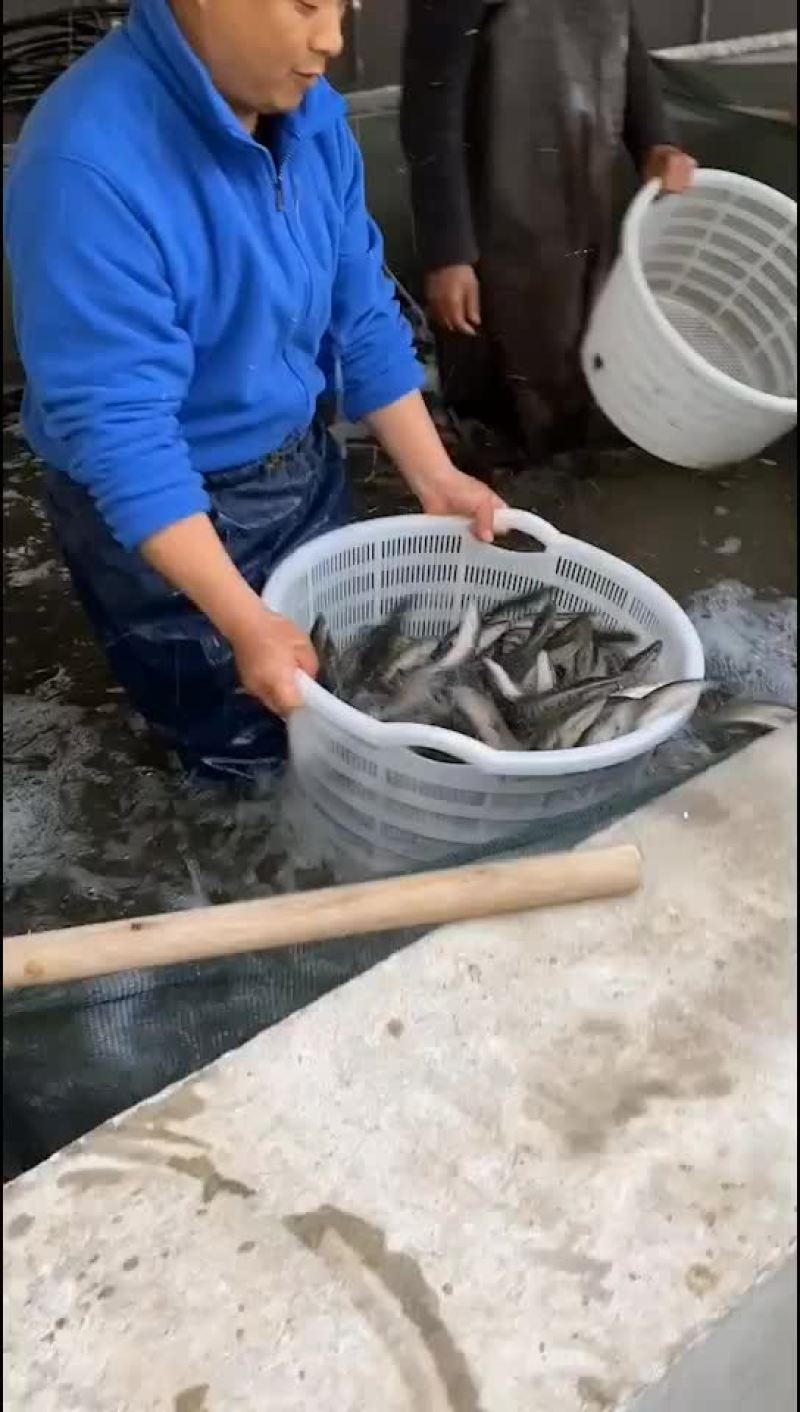 黑鱼又称乌鱼成活率极高利润高回本快赖养