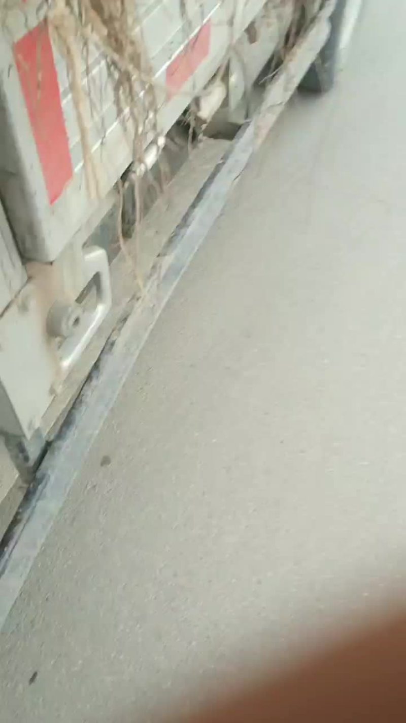 沙棘苗一年，二年苗大果，一，二小果扦插雌株