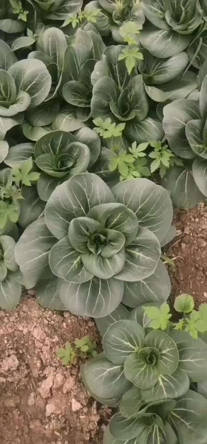 老陆青菜直供。青菜