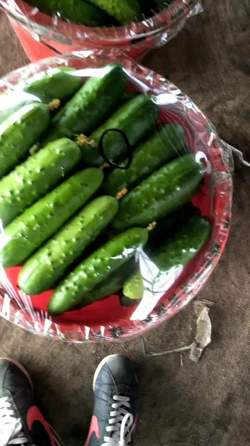 旱黄瓜，欢迎各位老板前来