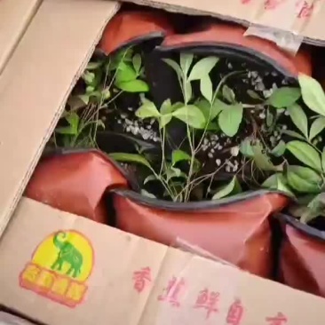 南天竹发货，感谢老客户一直信任