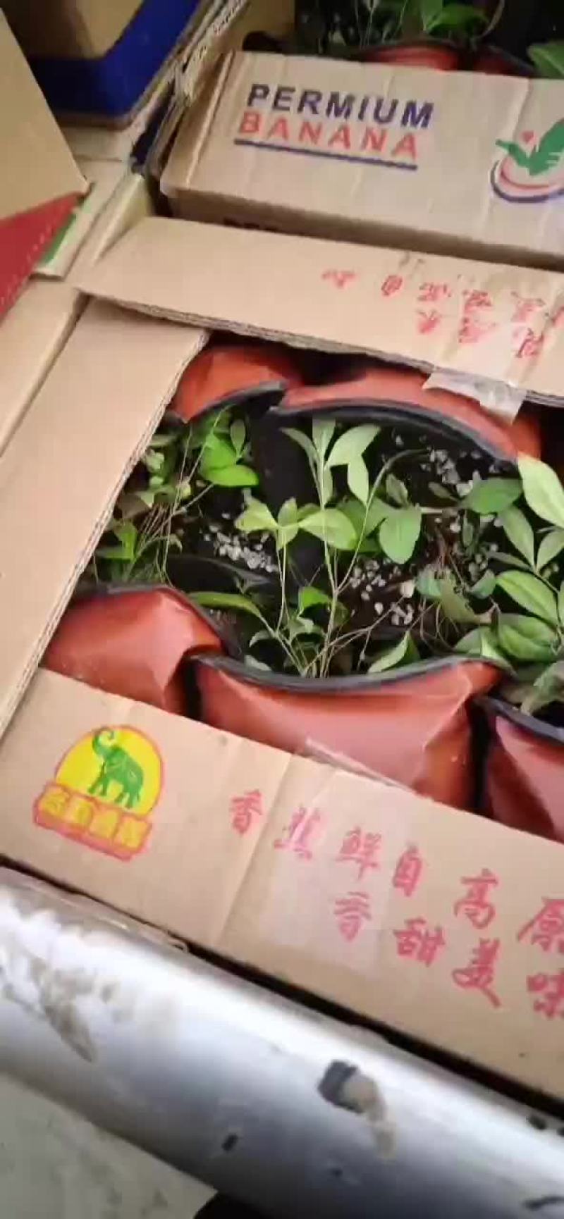 南天竹发货，感谢老客户一直信任