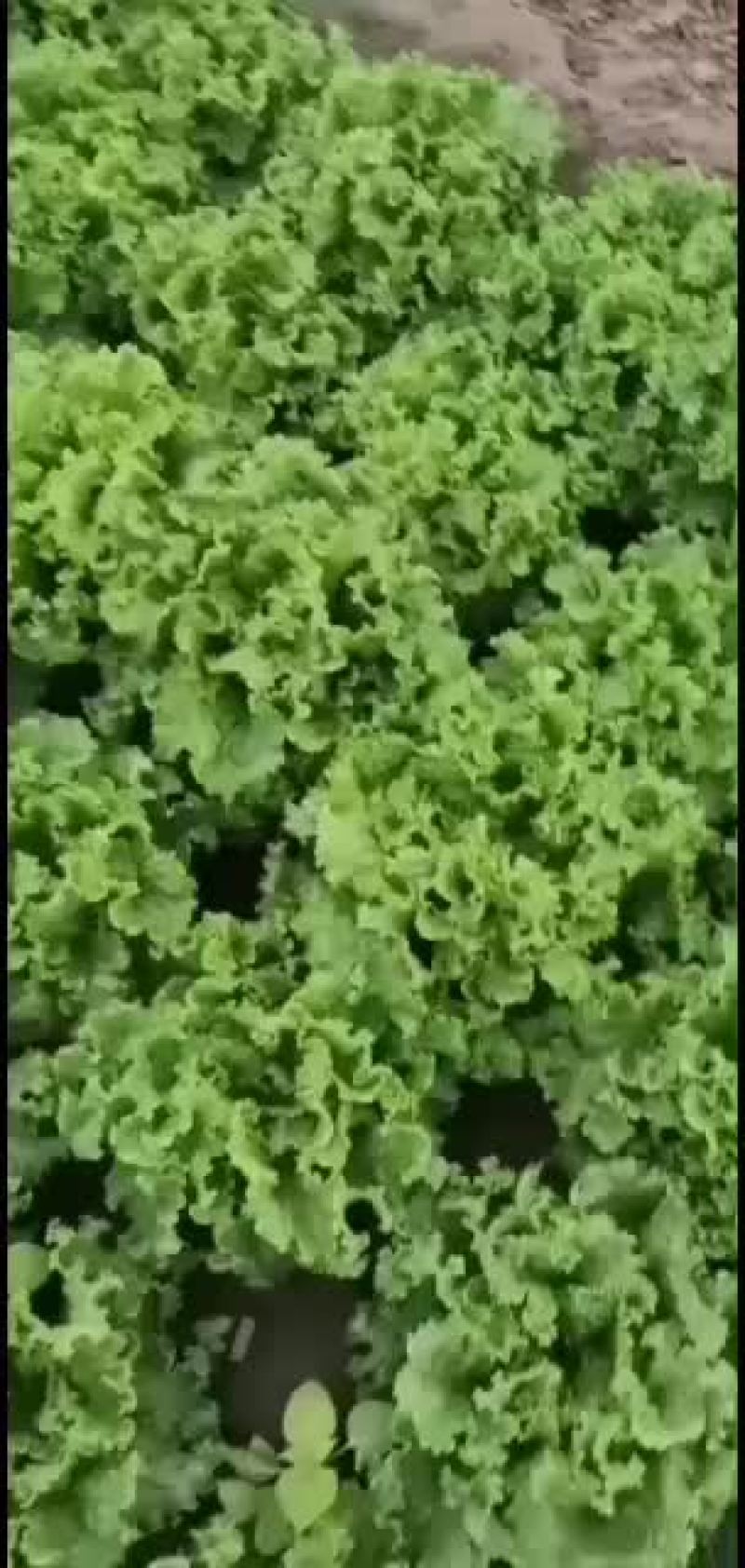 河北邯郸联帮蔬菜批发市场青叶生菜大量上市