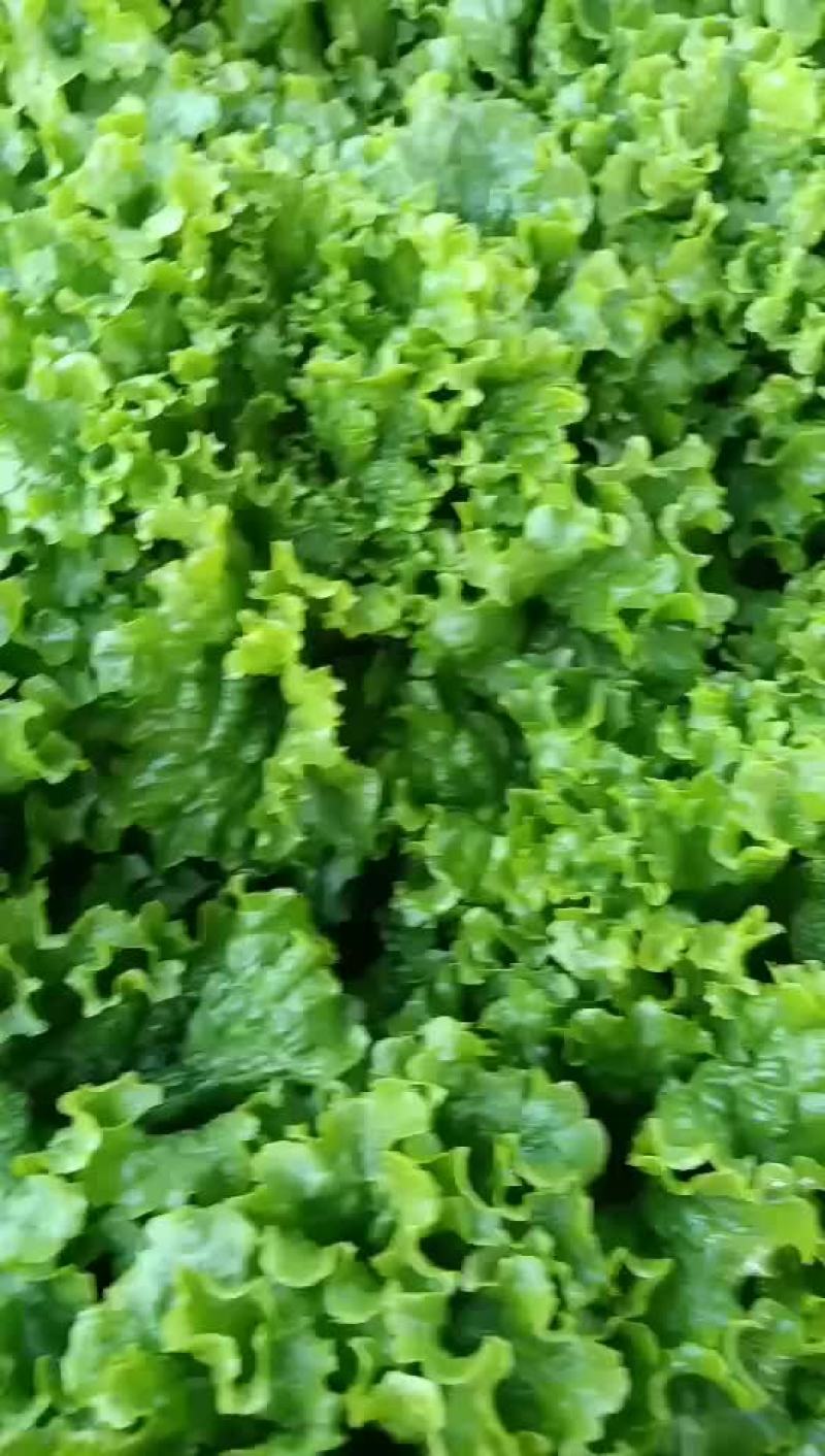 河北邯郸联帮蔬菜批发市场青叶生菜大量上市