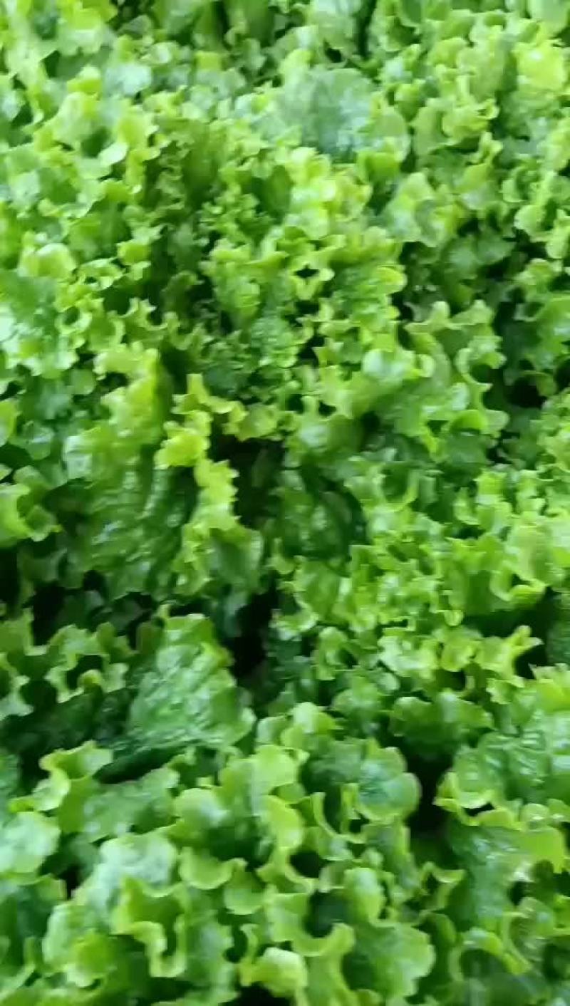 河北邯郸联帮蔬菜批发市场青叶生菜大量上市