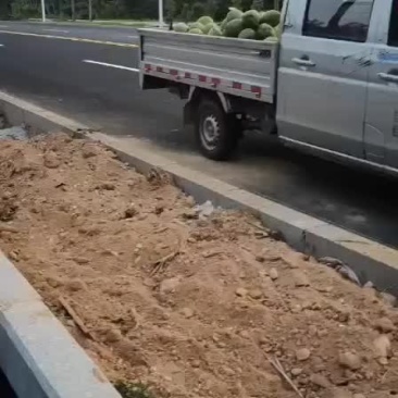 椰子个头大，想长期合作的，就来