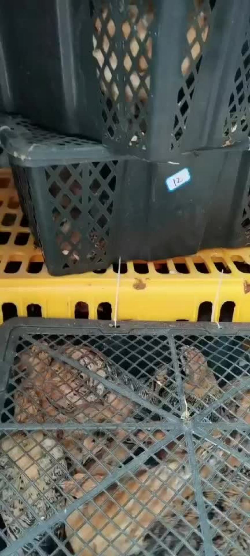 红瑶脱温鸡苗黑羽高产麻羽土鸡蛋鸡疫苗做好包运输路活