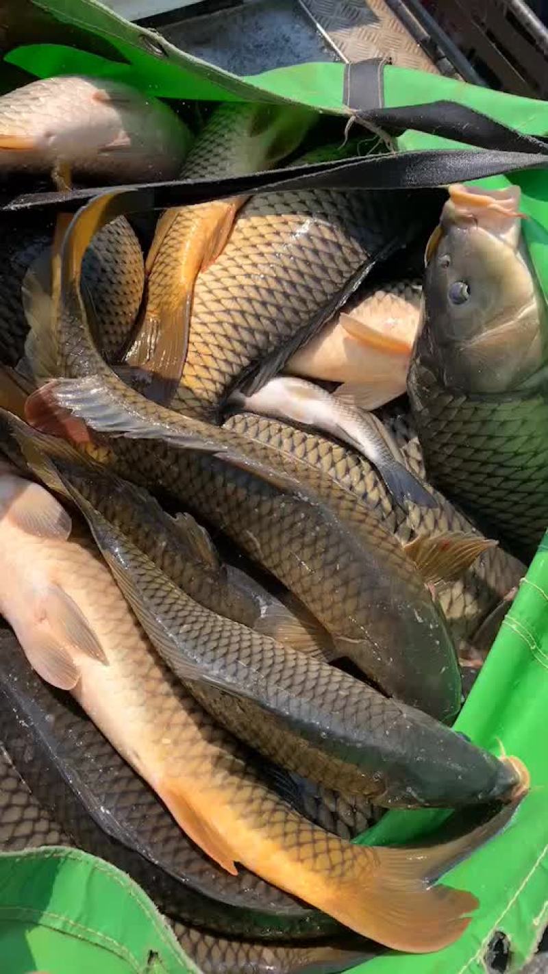 鲤鱼，放钓市场质量有保证