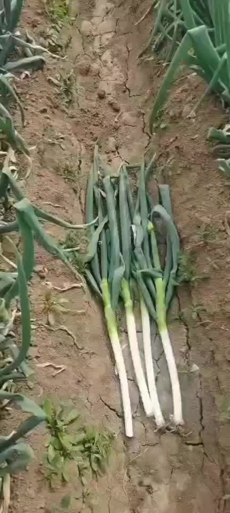 长年加工代收整车发货