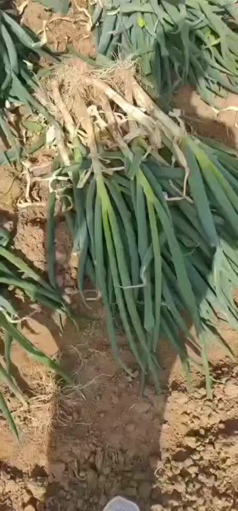 长年加工代收整车发货