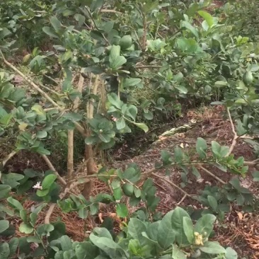 广东香水柠檬，自产自销