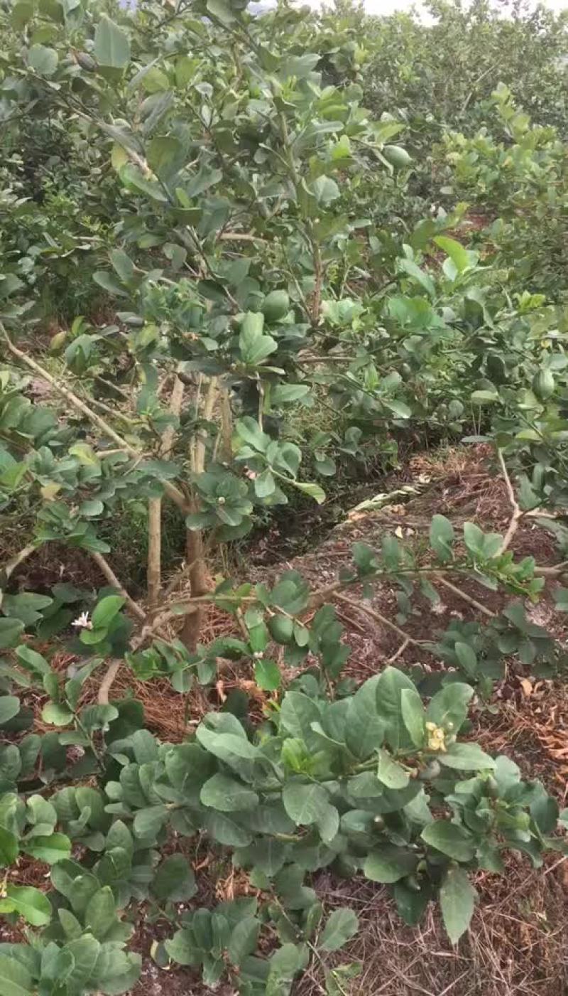 广东香水柠檬，自产自销