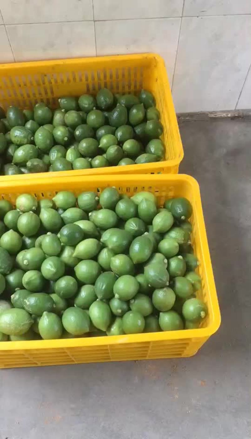 广东香水柠檬，自产自销