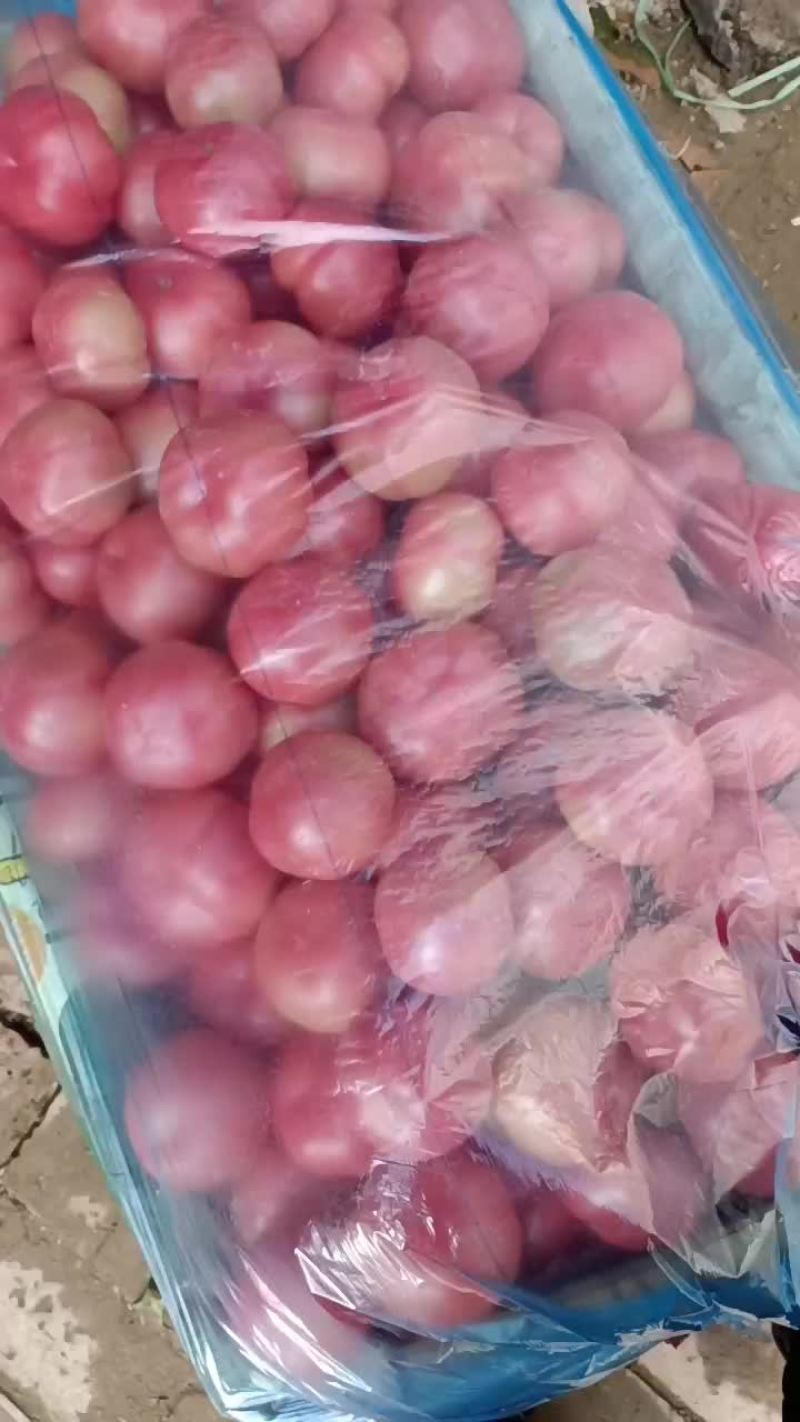 暖棚西红柿大量有货，要的联系