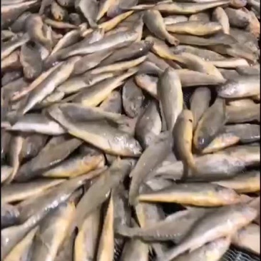 海水小黄鱼，欢迎前来订购洽谈