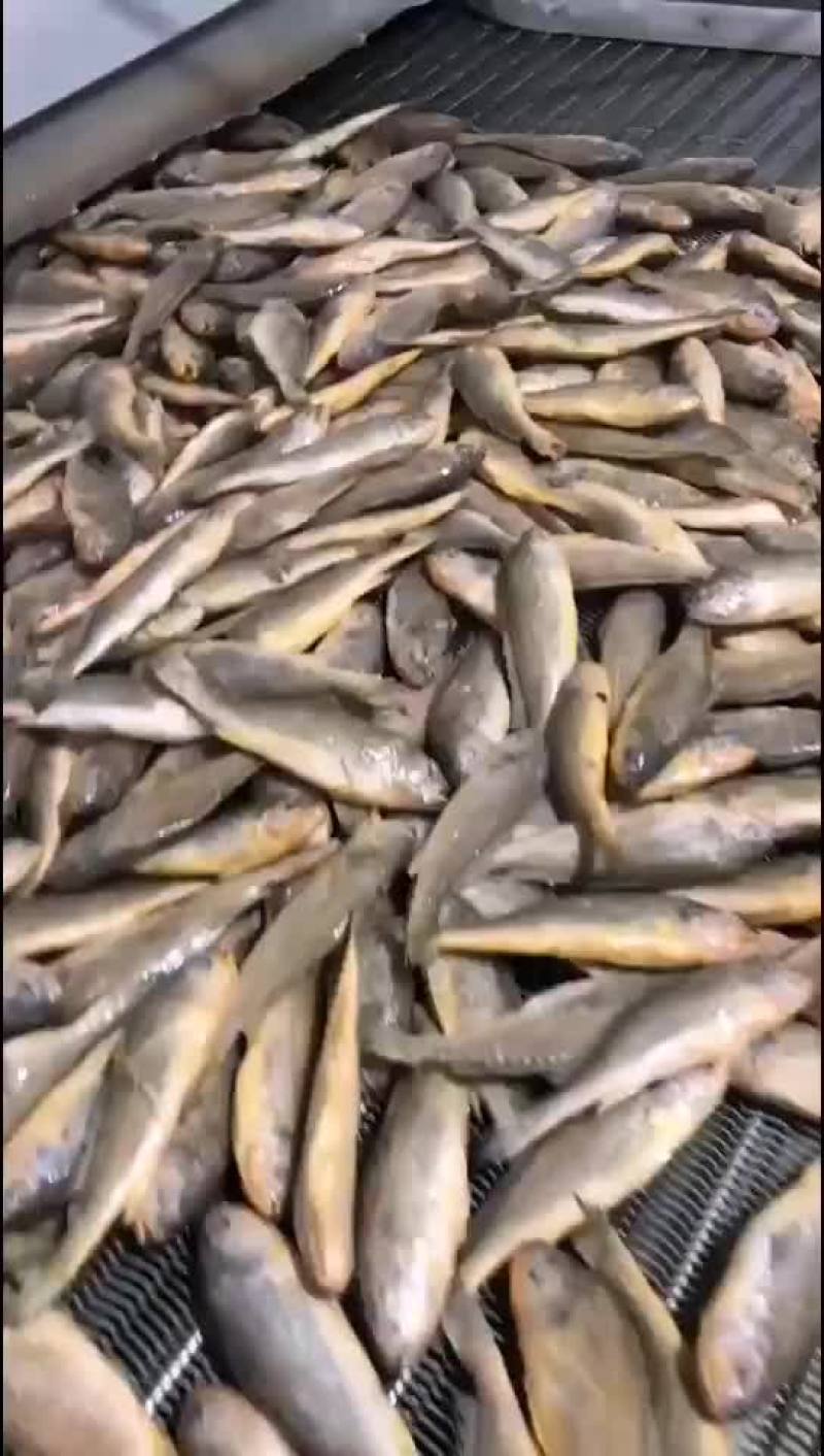 海水小黄鱼，欢迎前来订购洽谈