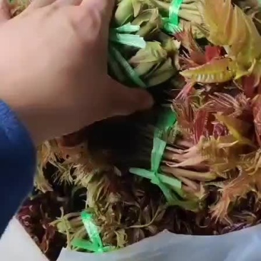 本合作社香椿芽大量上市了