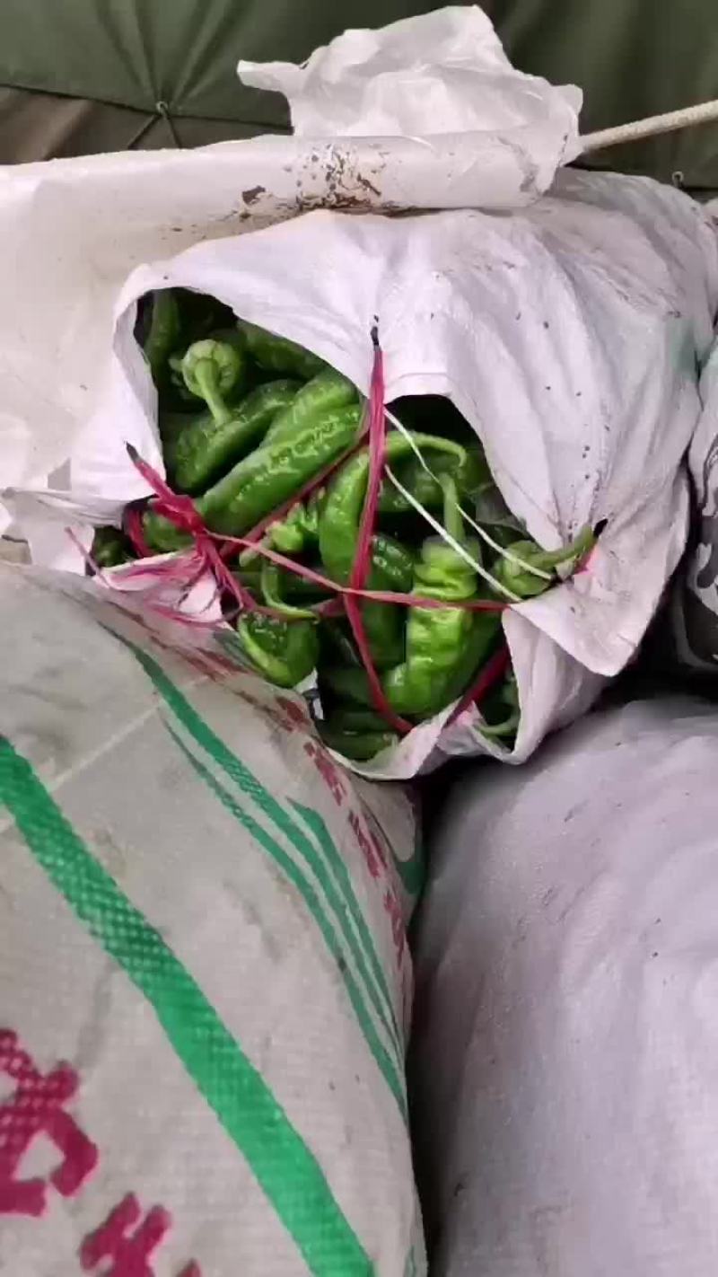 闫良辣椒继续走，天阴下雨，价格i小涨，。