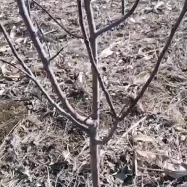 各种树苗。小沙果野生果