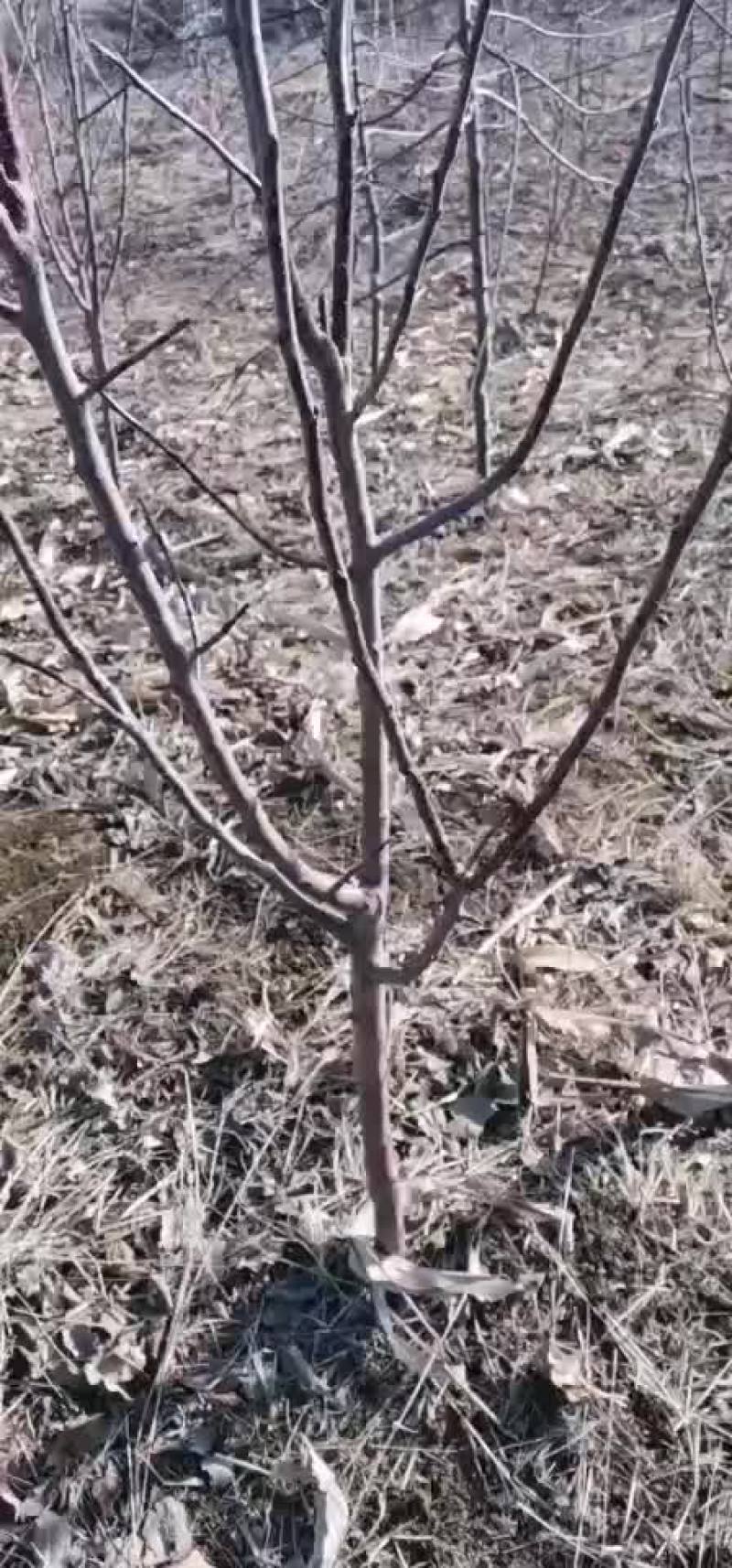 各种树苗。小沙果野生果