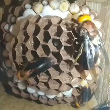 红娘蜂群，金环王，七里王，黄脚葫芦蜂王等马蜂王