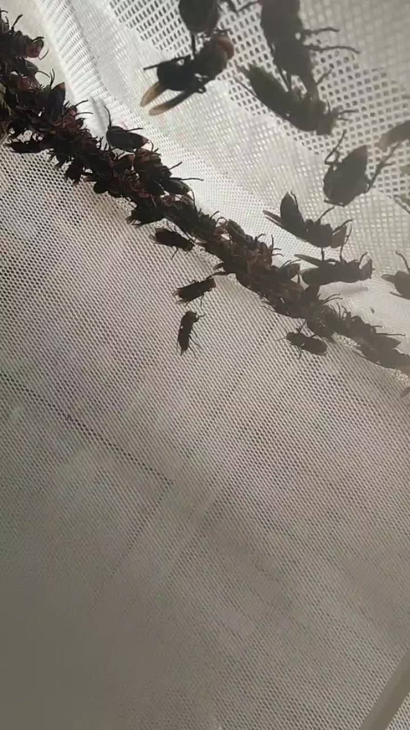 红娘蜂群，金环王，七里王，黄脚葫芦蜂王等马蜂王