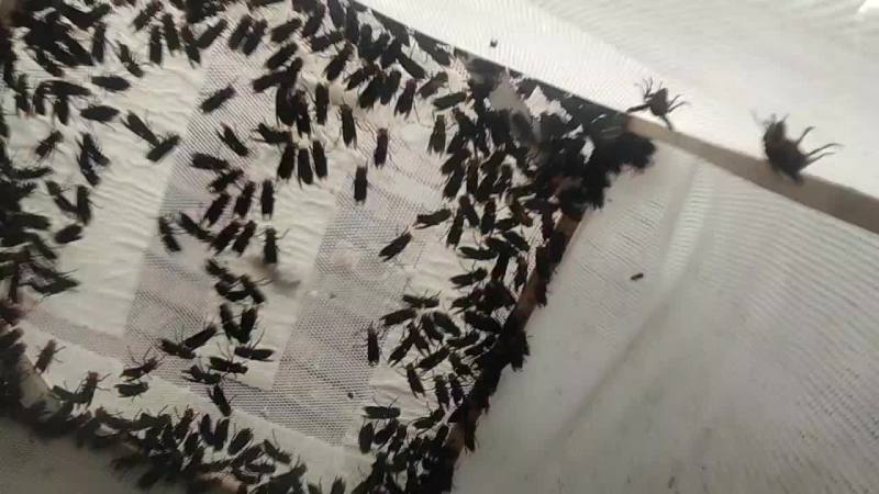 红娘蜂群，金环王，七里王，黄脚葫芦蜂王等马蜂王