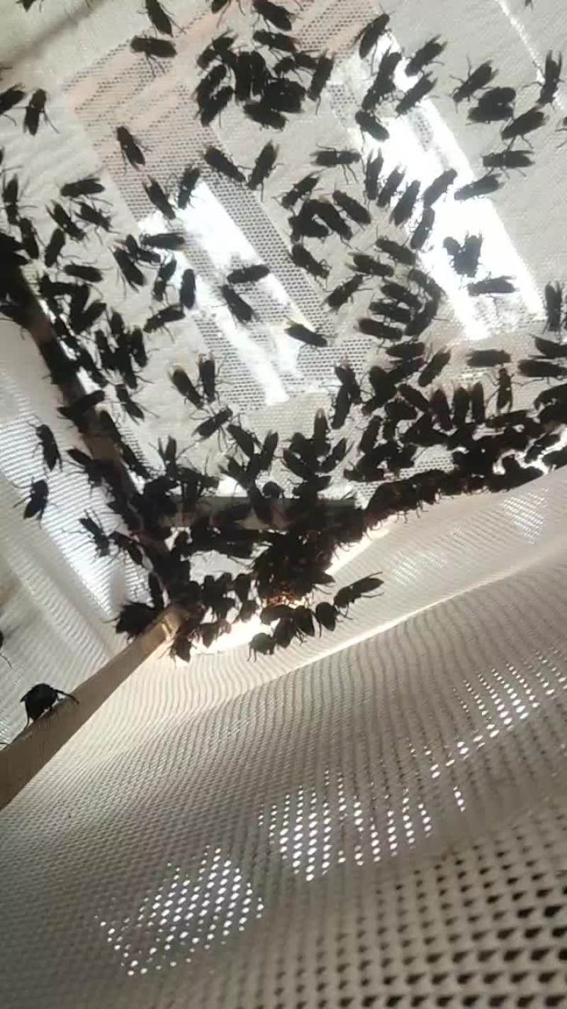 红娘蜂群，金环王，七里王，黄脚葫芦蜂王等马蜂王