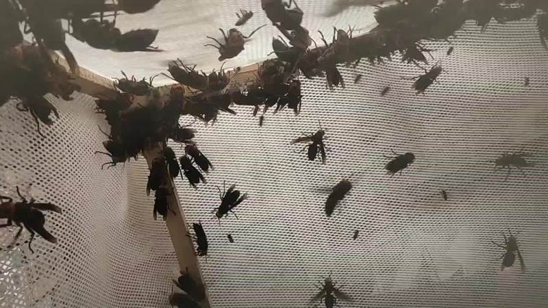 红娘蜂群，金环王，七里王，黄脚葫芦蜂王等马蜂王