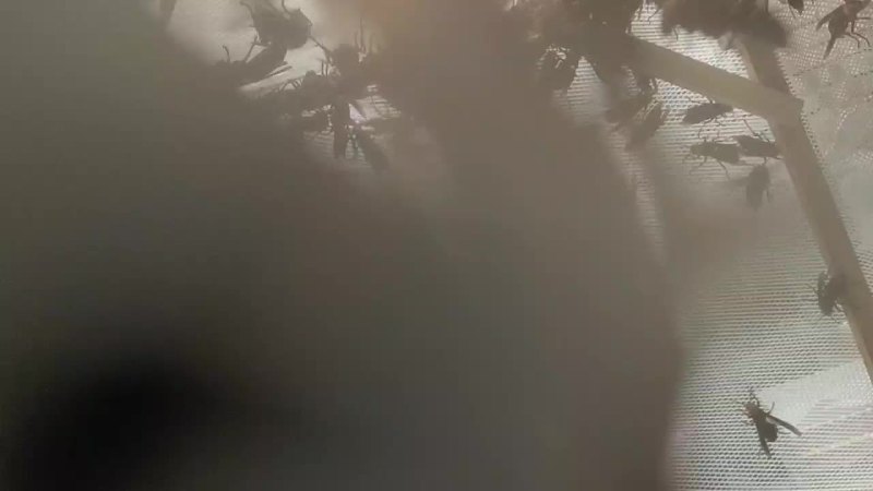 红娘蜂群，金环王，七里王，黄脚葫芦蜂王等马蜂王