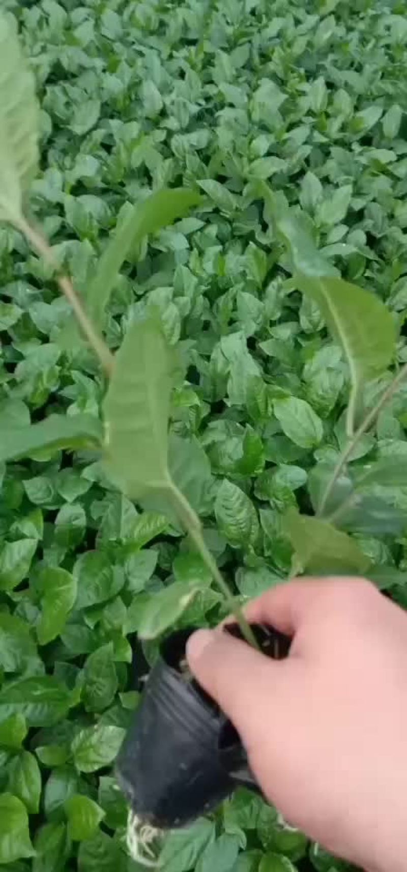 百香果直生苗嫁接苗各个品种