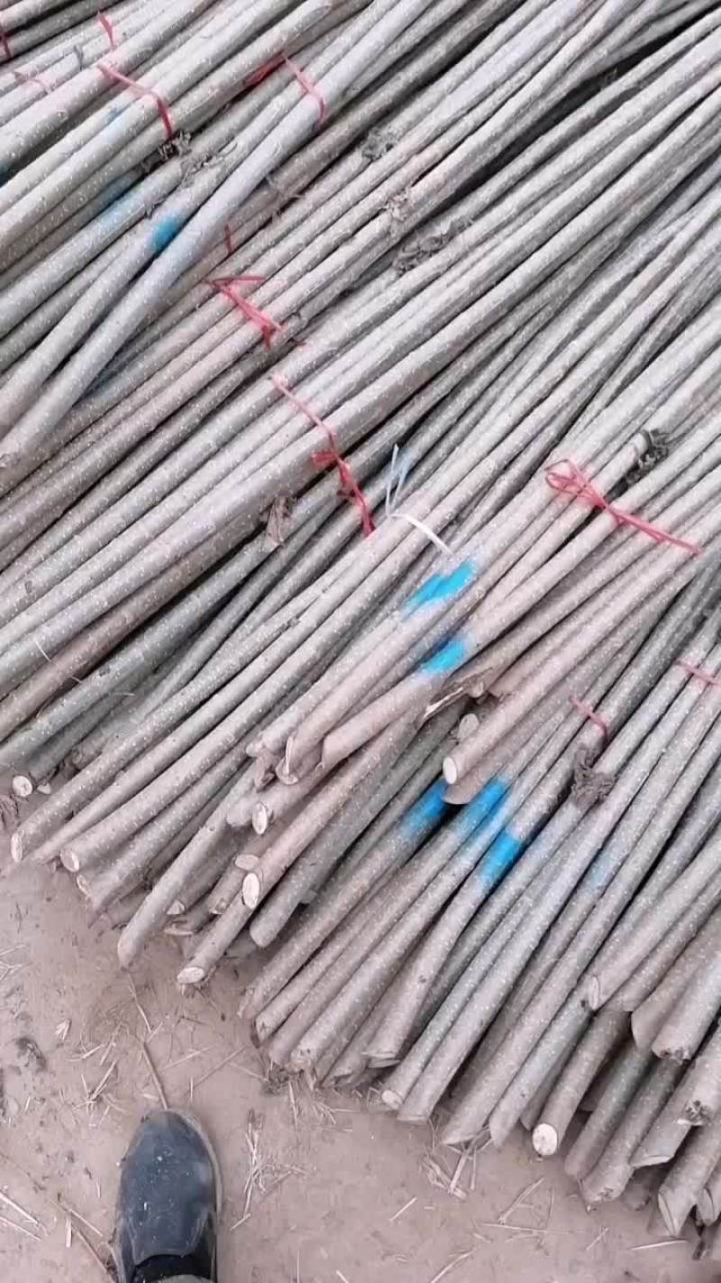 107速生杨仟插段，大量供应107速生杨仟插段，品种纯，