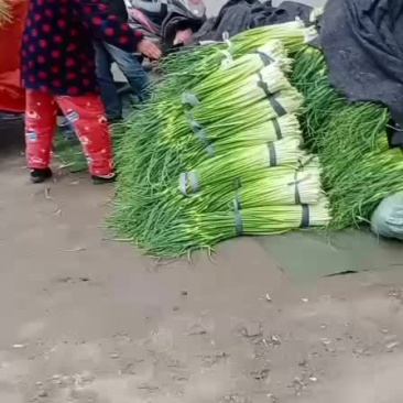 河南省漯河市临颍蒜薹大量上市