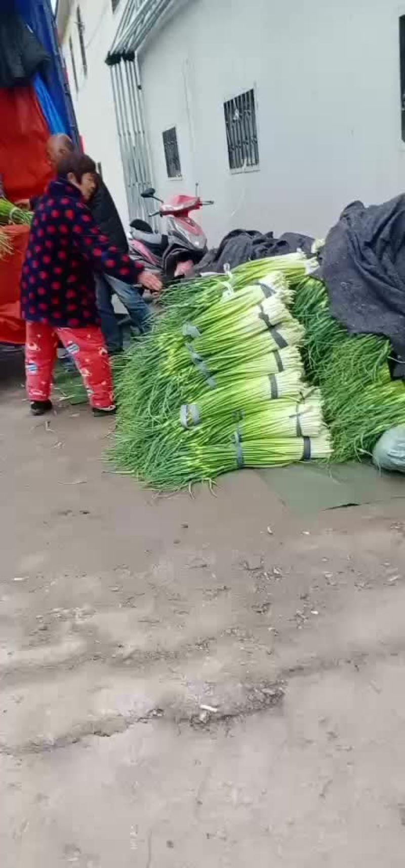 河南省漯河市临颍蒜薹大量上市