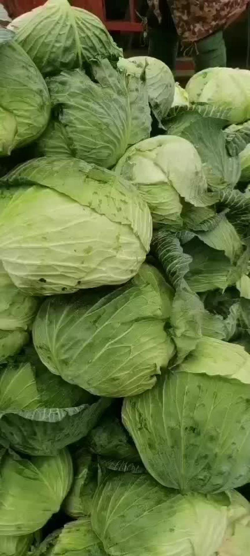 货真价实，两百亩刚上市的