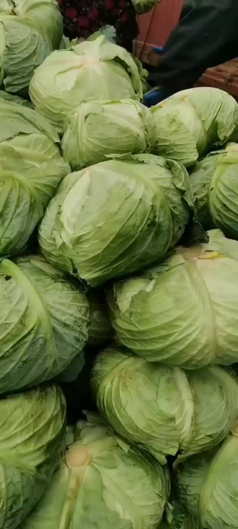 货真价实，两百亩刚上市的