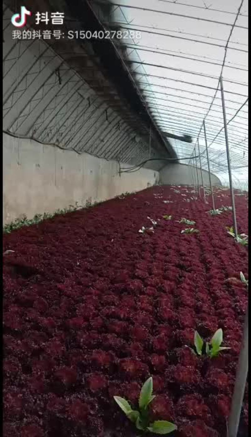 精品紫叶生菜继续(红叶生菜)