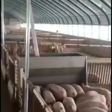 养猪大棚各种养殖保温大棚