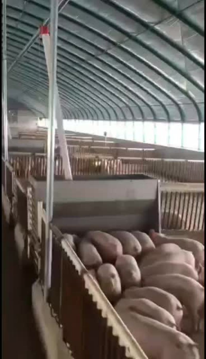 养猪大棚各种养殖保温大棚