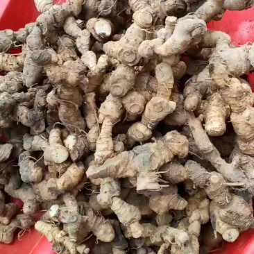 多年生纯野生黄精数量稀小难得踩挖