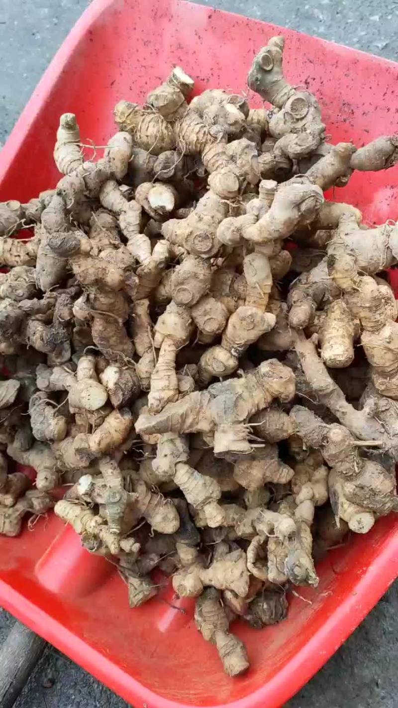 多年生纯野生黄精数量稀小难得踩挖