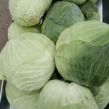 甘蓝菜新鲜的大地货甘蓝甘蓝