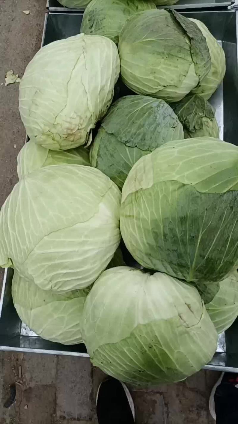 甘蓝菜新鲜的大地货甘蓝甘蓝