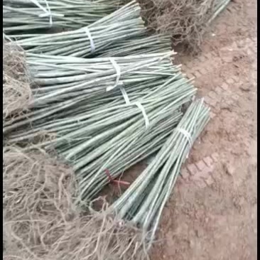 毛叶山桐子树苗两年移栽苗