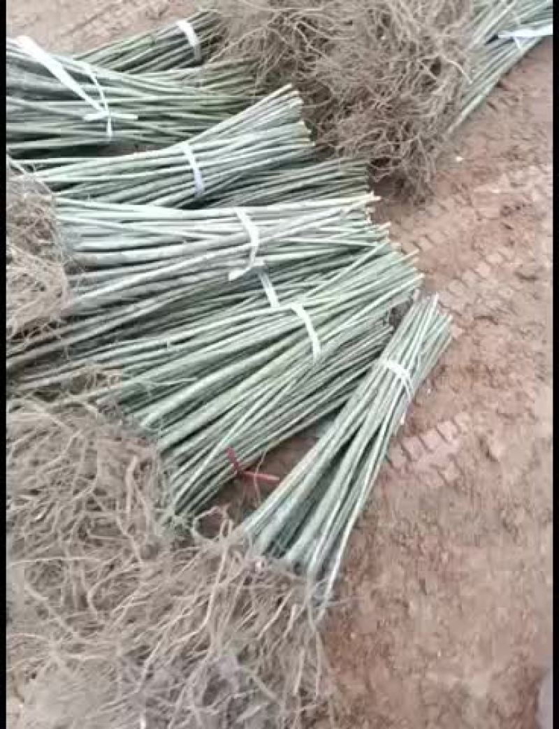 毛叶山桐子树苗两年移栽苗