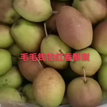红香酥梨价格实惠需要联系