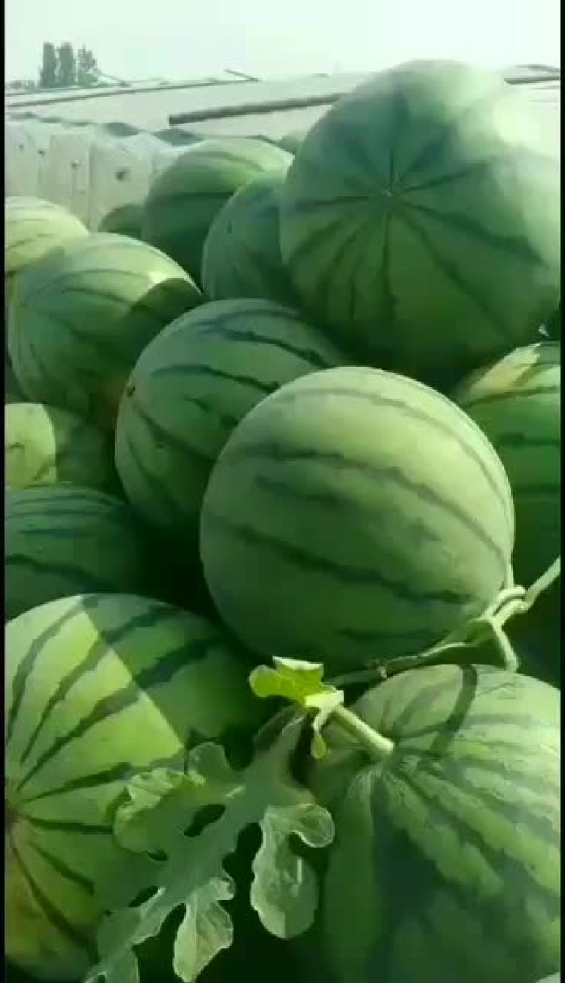 西瓜滑县暖棚西瓜4月15号大量上市